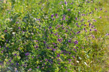 Yaz günü çiçek açan yoncalarla tarlanın bir parçası.