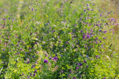 Sahada büyüyen yonca kökleri, aynı bitkilerin bulanık arka planında yakın plan.