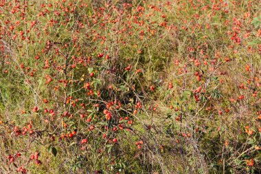 Vahşi köpeğin çalıları olgun kırmızı gül kalçalarıyla çayırdaki uzun solmuş otların arasında.