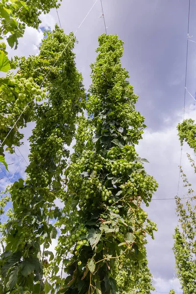 Hopfenstämme Mit Zapfen Die Den Saiten Entlang Klettern Wachsen Einem — Stockfoto