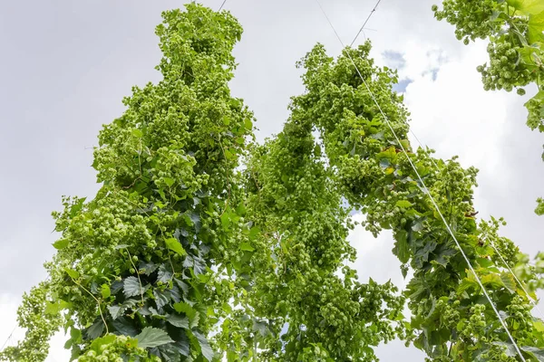 弦に沿ってコーンを登るホップの茎 空に対してホップの庭で成長 ボトムアップのビュー — ストック写真