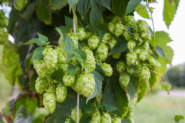 Hopfenzapfen Zwischen Den Blättern Stängeln Die Einem Hopfengarten Wachsen Nahaufnahme — Stockfoto