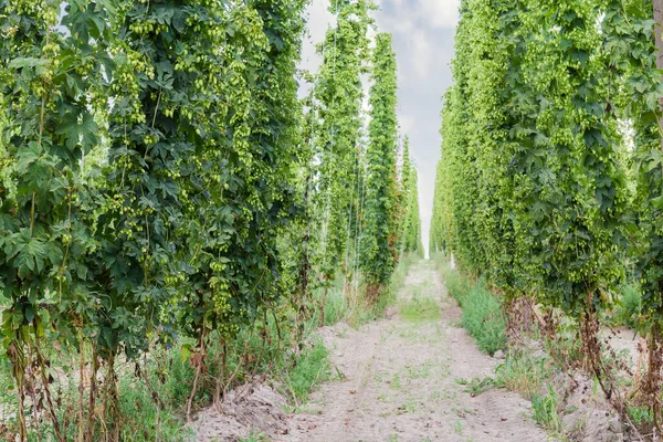 Reihen Von Hopfen Mit Zapfen Die Den Saiten Entlang Klettern — Stockfoto