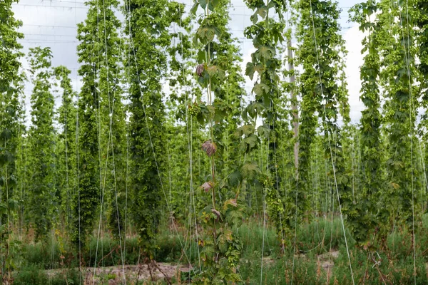 Hopfenstämme Mit Zapfen Die Den Saiten Entlang Klettern Die Einem — Stockfoto