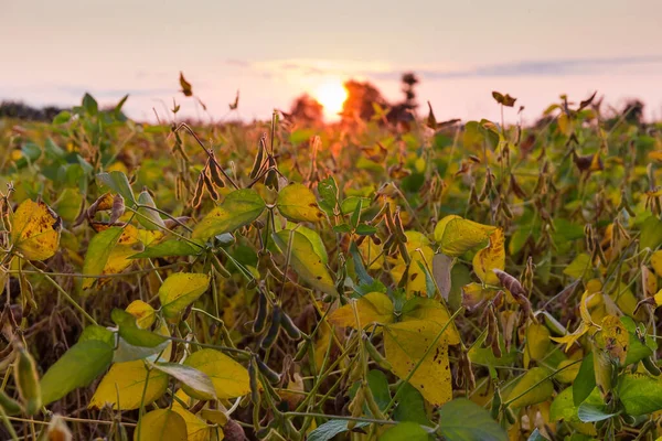 太陽をバックライト 選択的な焦点を設定して夜空に対してフィールド上の成熟ポッドと大豆茎 — ストック写真