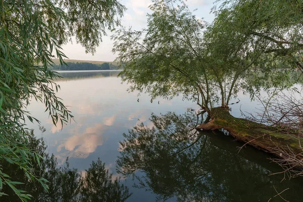Söğüt Ağacının Sulara Gömüldüğü Sakin Bir Havadaki Gölet Yazın Planda — Stok fotoğraf