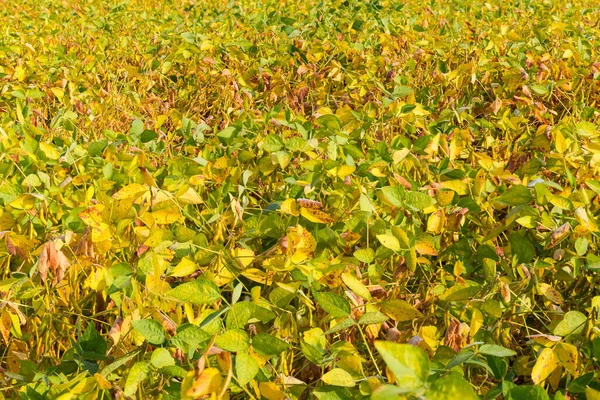 Frammento Del Campo Soia Con Foglie Ingiallenti Baccelli Maturazione Nel — Foto Stock