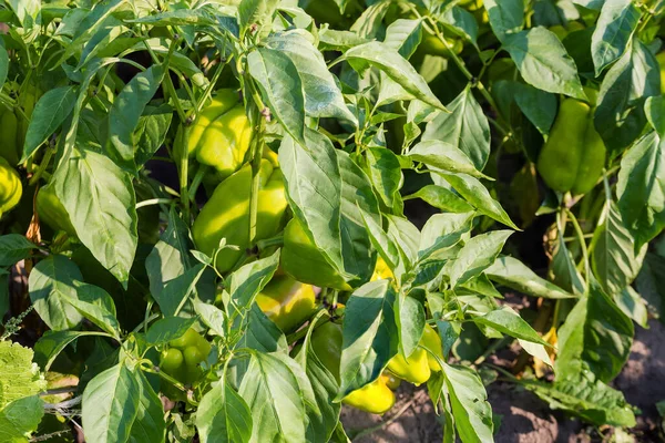 Plantes Poivron Avec Des Fruits Mûrs Sur Champ Matin Été — Photo