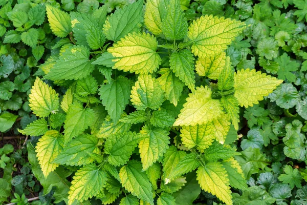 他の植物の中で若い芽と緑の黄色の葉を持つイラクサのブッシュ トップビュー — ストック写真