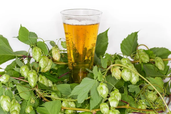 薄い背景に緑の葉と種コーンを持つホップの枝の間にラガービールとビールグラス — ストック写真