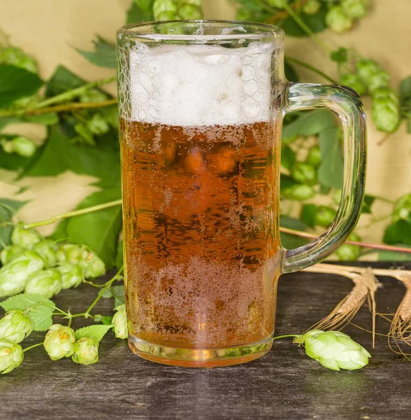 緑の葉と種コーンと黒の表面に大麦の耳を持つホップの枝に対してラガービールとビールグラスマグカップ クローズアップ — ストック写真