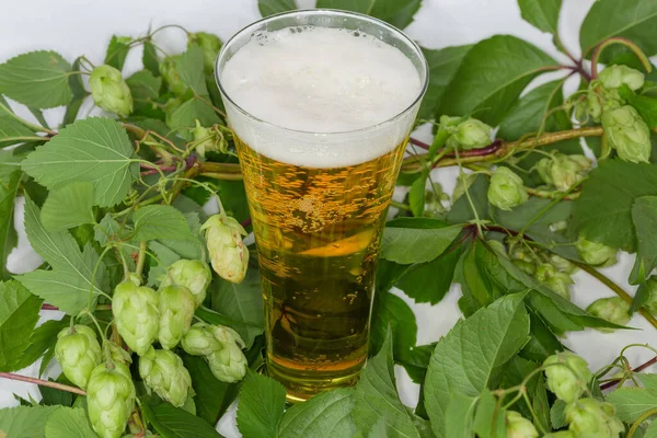 緑の葉と種のコーンとホップの枝の間にラガービールとビールグラス — ストック写真
