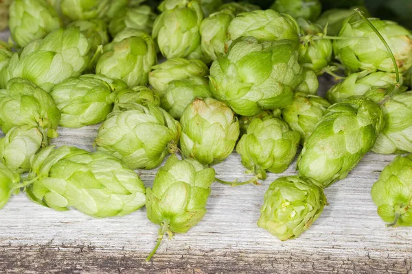 Haufen Der Samenzapfen Des Hopfens Auf Der Alten Rissigen Holzoberfläche — Stockfoto