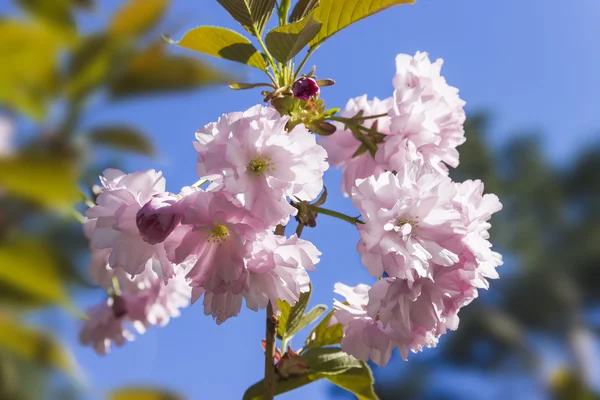 Rama floreciente de flor de cerezo — Foto de Stock