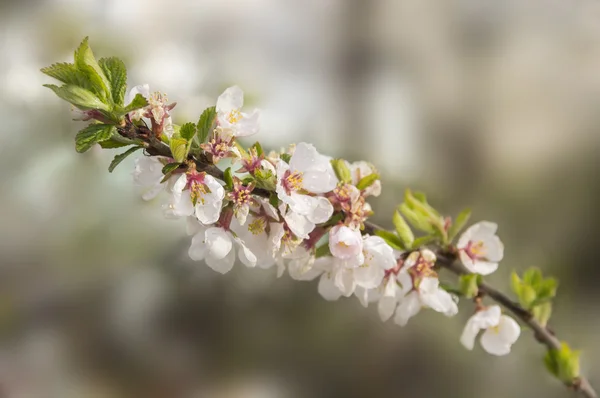 Pobočka kvetoucí třešeň — Stock fotografie