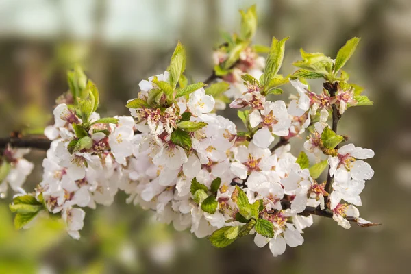 桜の開花枝 — ストック写真