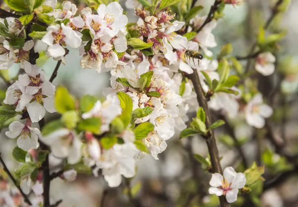 Branche de cerise avec une abeille — Photo