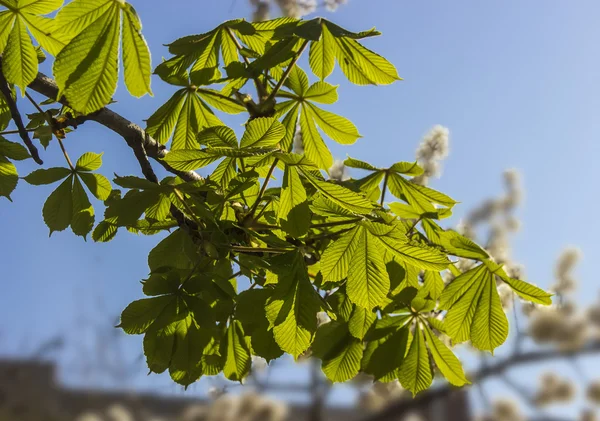 Branch chestnut — Stock Photo, Image