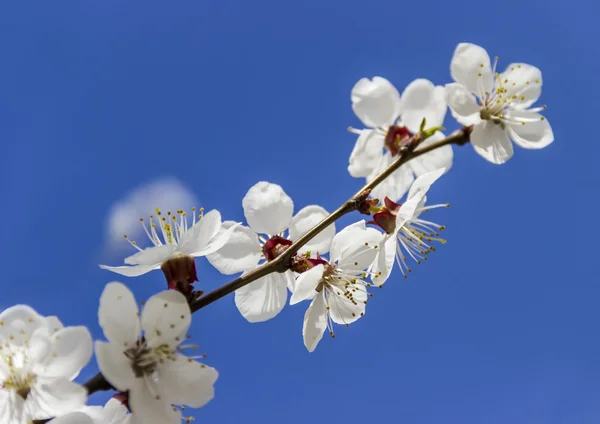 Marillenzweig — Stockfoto