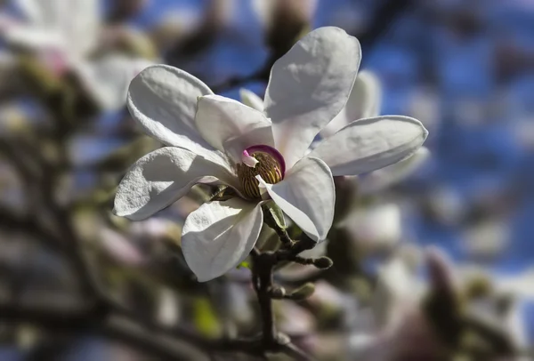 Květ Magnolie — Stock fotografie