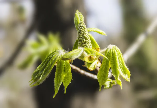 Hojas y flores que florecen castaño — Foto de Stock