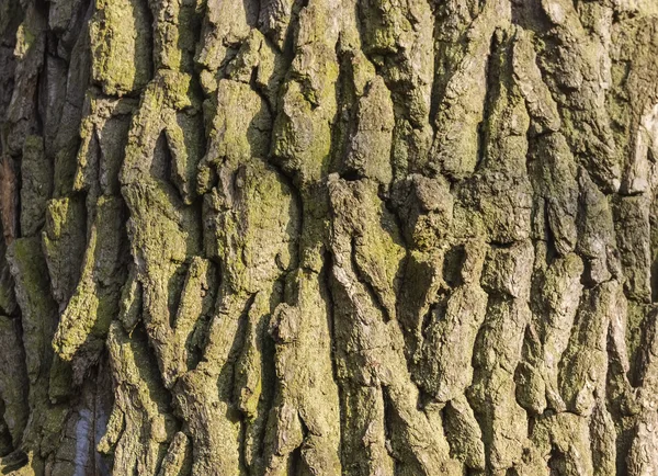 Oak φλοιός — Φωτογραφία Αρχείου
