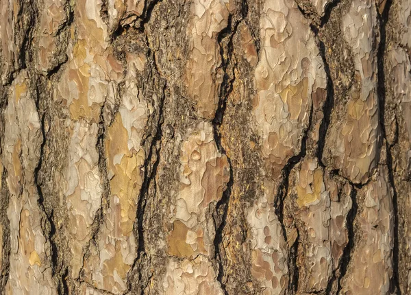 松树皮 — 图库照片