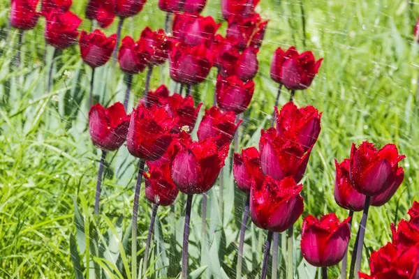 Tulips with water spray — Stock Photo, Image