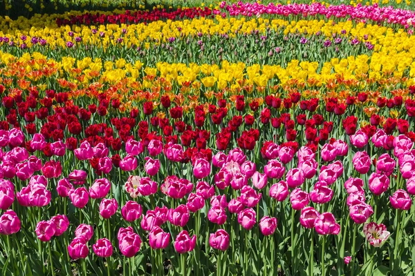 A flowerbed of multicolored tulips — Stock Photo, Image