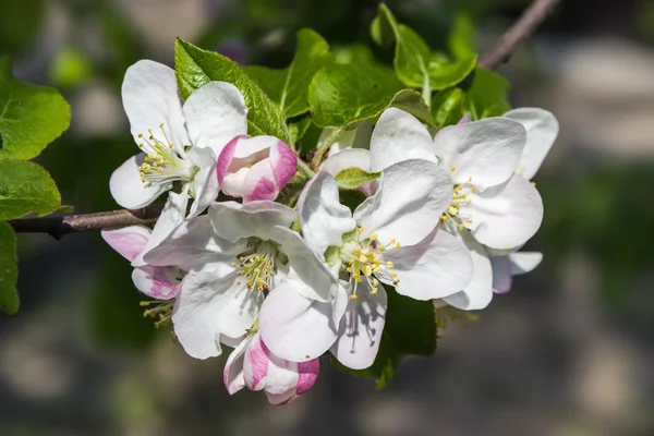 Blooming apple tree branch — Stock Image Blooming apple tree branch Royalty Free Stock Photos