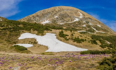 Mount Hoverla with crocus meadow clipart