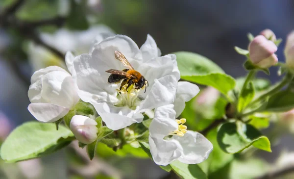 Biene auf einem Blütenapfel — Stockfoto