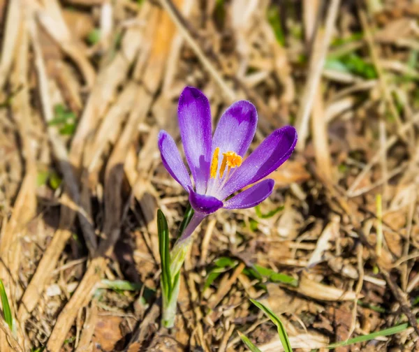 Flower of saffron — Stock Photo, Image