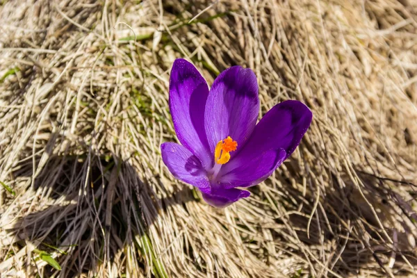 Flor de açafrão — Fotografia de Stock