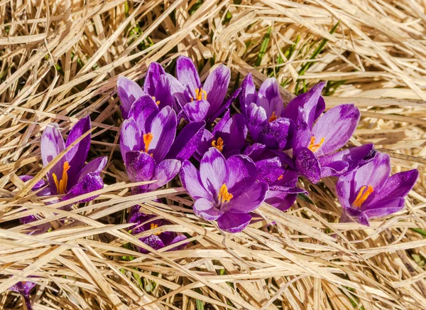 Crocus květiny v suché trávě — Stock fotografie