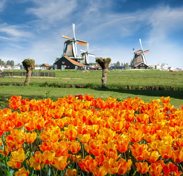 Zaanse Schans'a