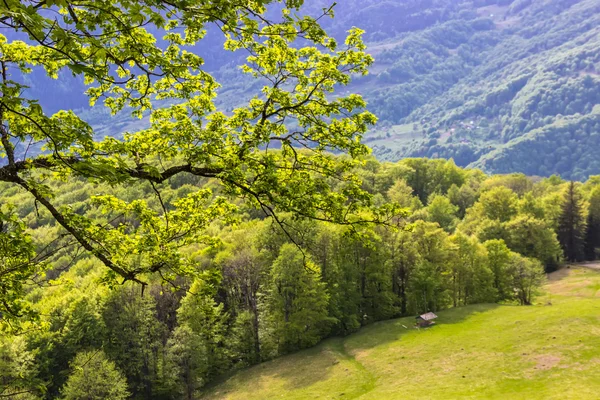 Gren av blommande lönn — Stockfoto