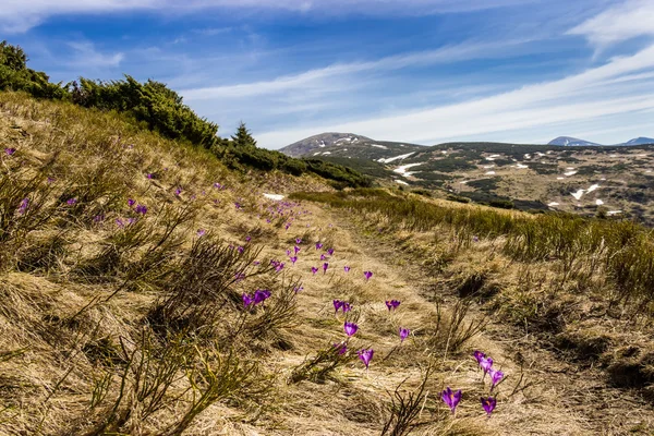 Meadow with crocuses — Stock Photo, Image