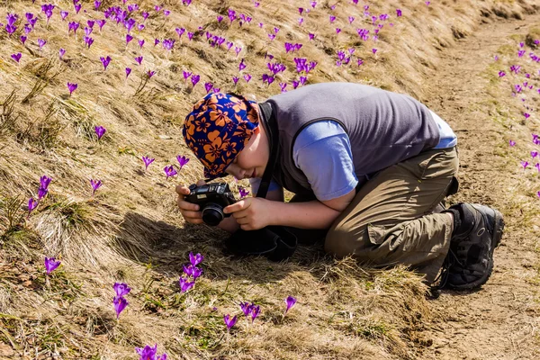 Tourist takes photos of crocuses — Stock Photo, Image