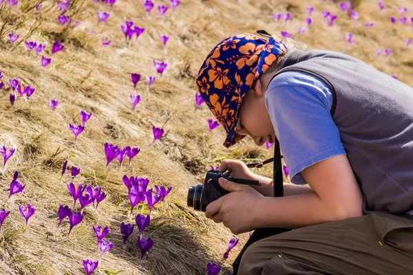 Tourist takes photos of crocuses — Stock Photo, Image