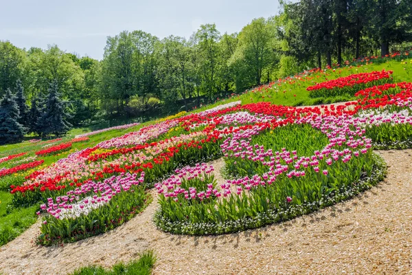 Tulipany wielobarwny w parku — Zdjęcie stockowe