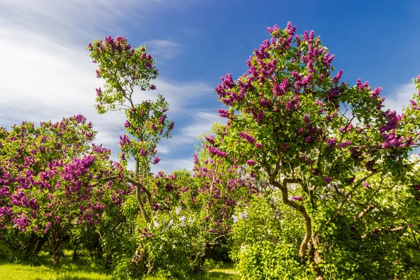 Lilac bushes and trees — Stock Photo, Image