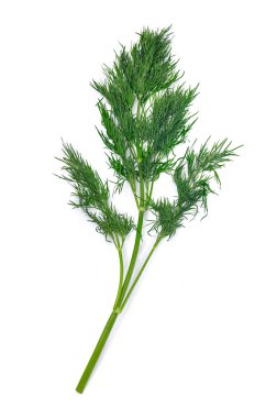 Branch of dill clipart