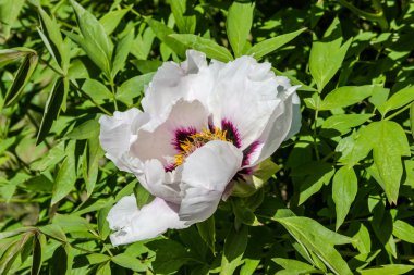 Beyaz Şakayık suffrutescent