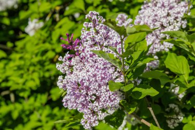 Lila bush ile soluk mor çiçekler