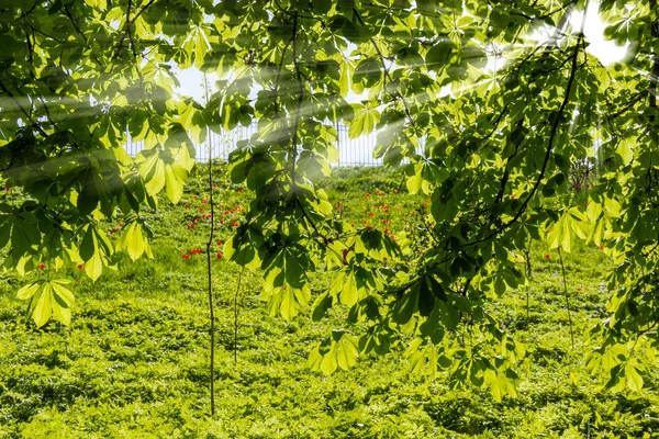 Los rayos del sol a través de las ramas de castaño —  Fotos de Stock