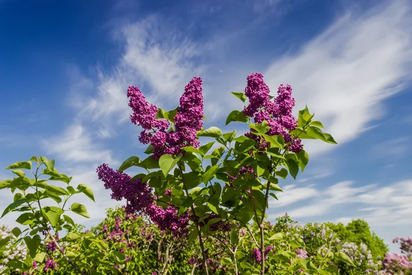 Lilac branch — Stock Photo, Image