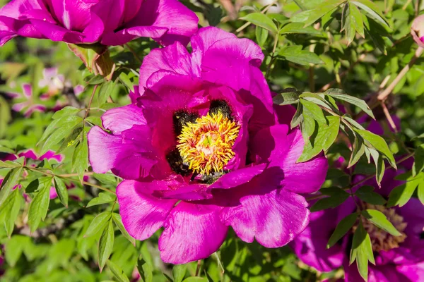 Paarse peony suffrutescent — Stockfoto