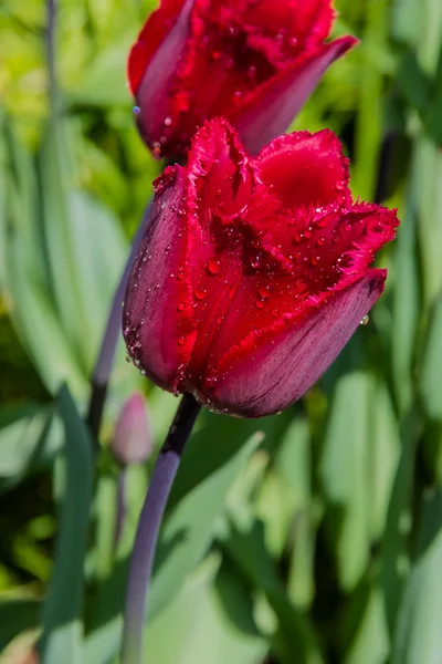 Flor de tulipán con gotas de agua — Foto de Stock