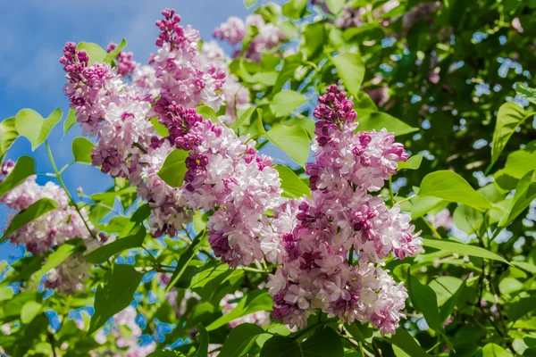 Lila buske med ljust lila blommor — Stockfoto